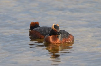 Mustakurkku-uikku pariskunta