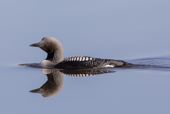 Kuikka aamu-uinnilla