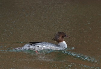 Isokoskelonaaras aamu-uinnilla