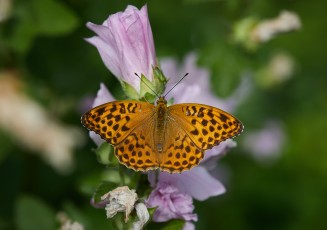 Ketohopeatäplä, joka