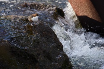 Koskikara veden koristelemalla