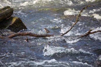 Koskikara oskalla keskellä