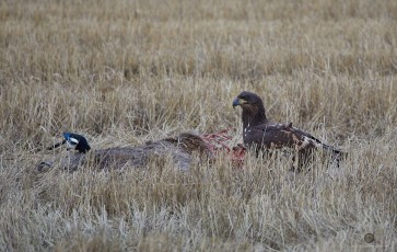 Kotka ja harakka raadolla.