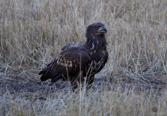 Kotka tuimailmeisenä tähyää