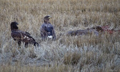 Nuorempi ja vanhempi merikotka