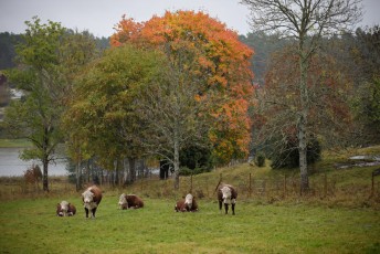 Lehmät syyslaitumella