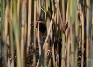 Mustakurkku-uikku pesällä