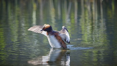 Mustakurkku-uikku tuulettaa