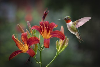 Punainen liljankukka, johon kolibri on tulossa aterialle.
