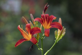 Punainen liljankukka