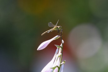 Sudenkorento aterialla.