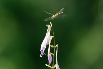 Sudenkorento laskeutumassa kukkaan.