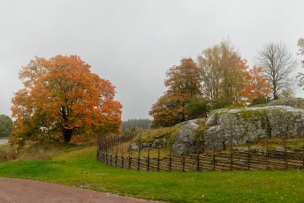 Suuri vaahtera ruskanväreissä